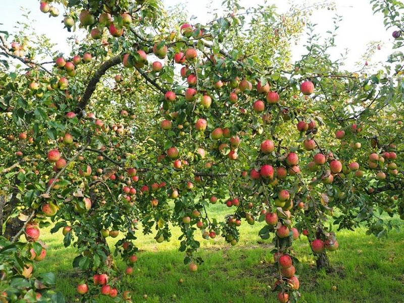 pommier portant abondamment la beauté bachkire