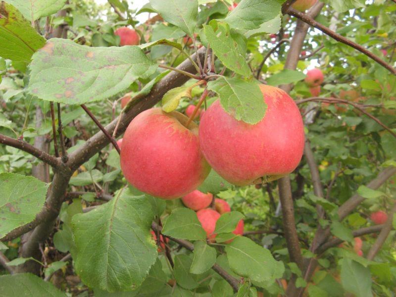 resistencia de la variedad a enfermedades y plagas