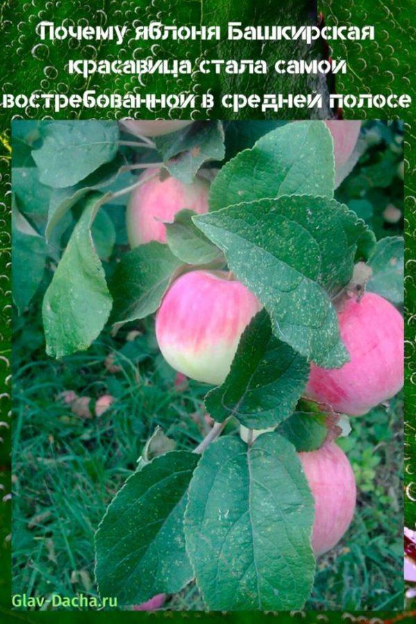 Manzano Bashkir belleza