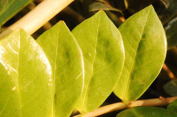 La decoloración de la placa de la hoja indica problemas de mantenimiento