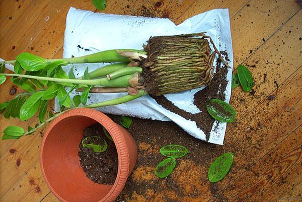 Las raíces de la planta han llenado la maceta y se necesita urgentemente un trasplante.