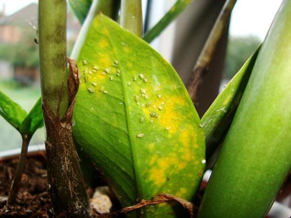 Los pulgones se han asentado en la hoja.