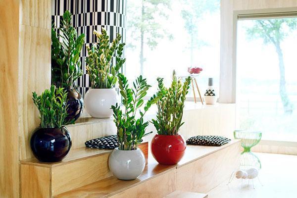 Zamioculcas en el interior de la habitación