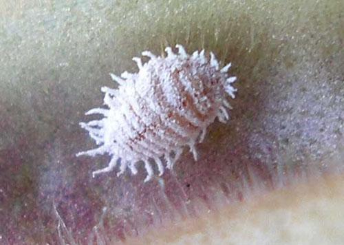 cochenille