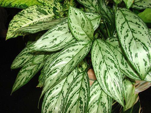 Un type d'aglaonema dans la maison