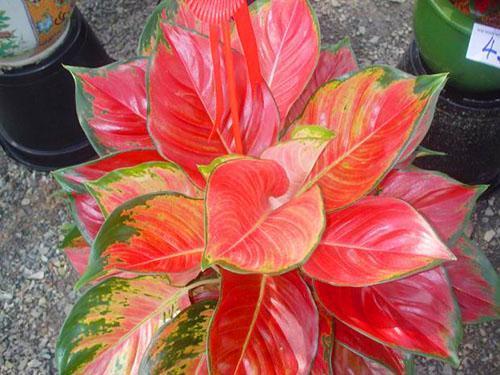 Feuillage ornemental d'aglaonema