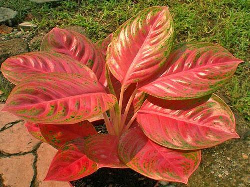 Aglaonema en aménagement paysager