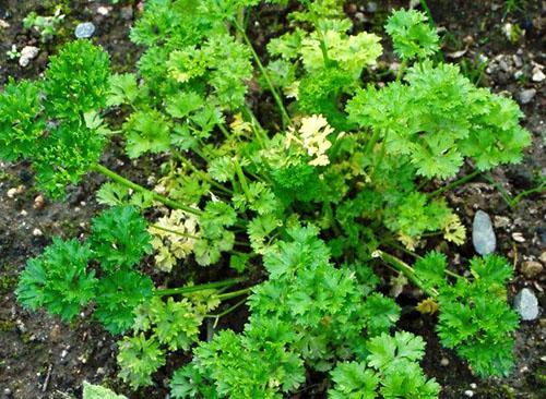 Les feuilles de persil ont commencé à jaunir