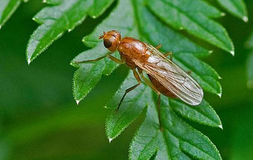 La mosca de la zanahoria daña el follaje del perejil