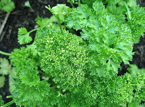 Récolte de persil dans le jardin du jardinier