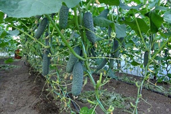 cultivo de pepinos en invernadero