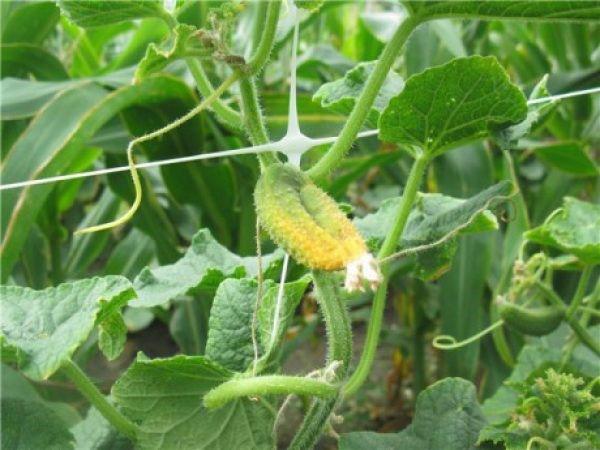 ¿Por qué el ovario de los pepinos se vuelve amarillo en el invernadero?