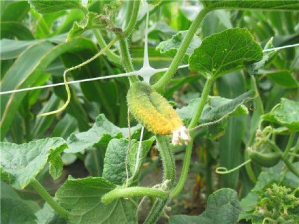 ¿Por qué el ovario de los pepinos se vuelve amarillo en el invernadero?