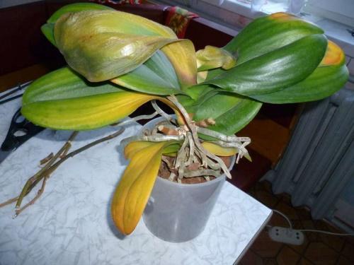 ¿Por qué las hojas se vuelven amarillas en Phalaenopsis?