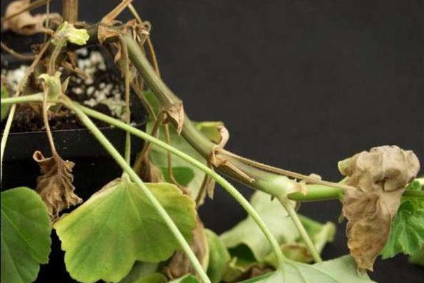 Una planta enferma debe tratarse con fungicidas.