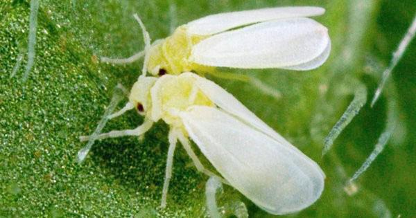 Mosca blanca