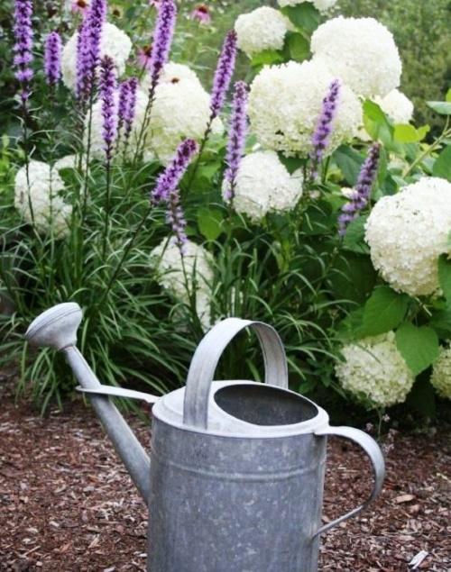 arroser l'hortensia