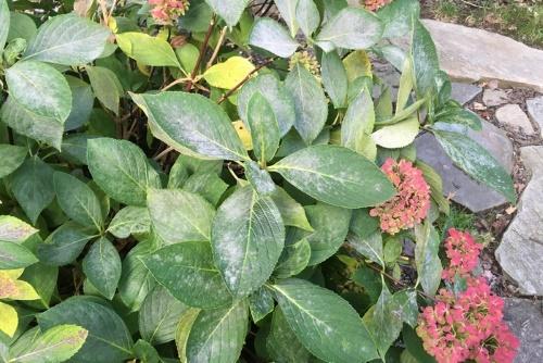 oïdium sur les hortensias