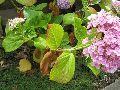 eligiendo un lugar para hortensias