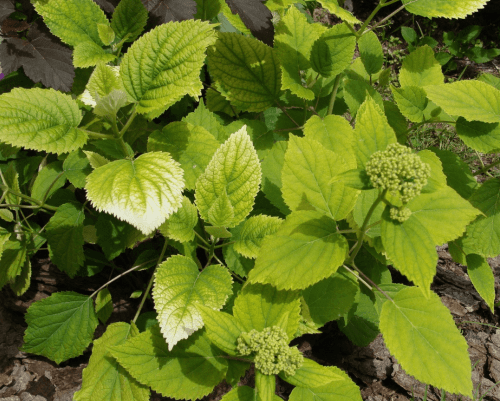 pourquoi les feuilles d'hortensia jaunissent