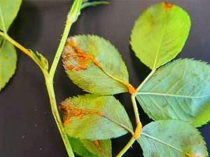 feuilles jaunes par la rose