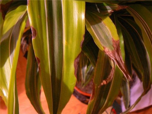 feuilles de dracaena