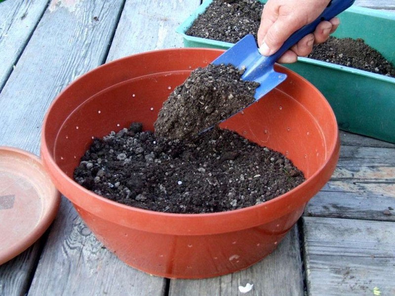 Requisitos para la composición del suelo para plántulas.