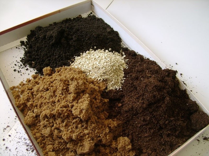 composition du sol pour les plants de tomates