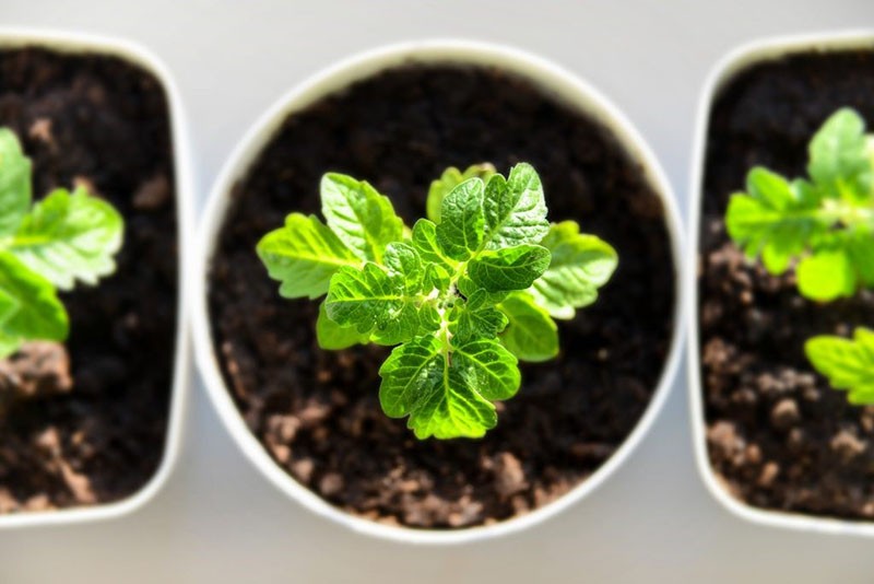 plantules solides et saines