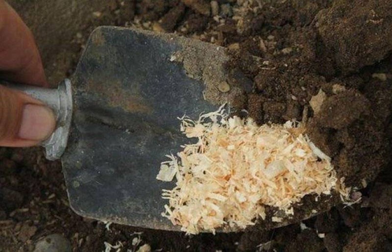 préparer le sol avec de la sciure de bois