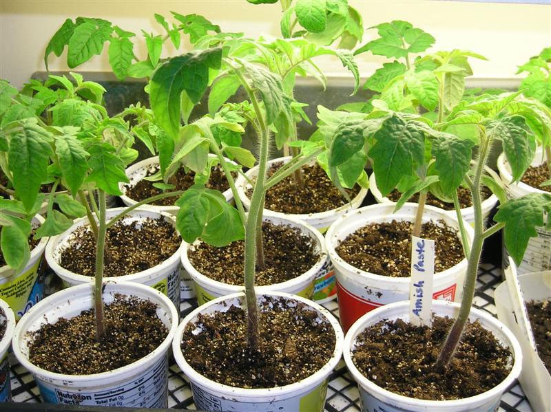 plantules de tomates fortes