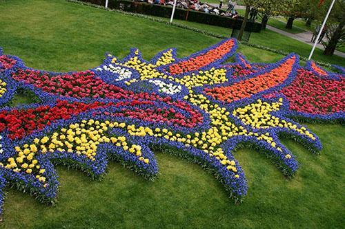 composición de las plantas de cobertura del suelo