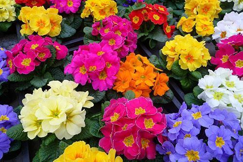 primavera