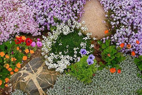 tipos de plantas de cobertura del suelo