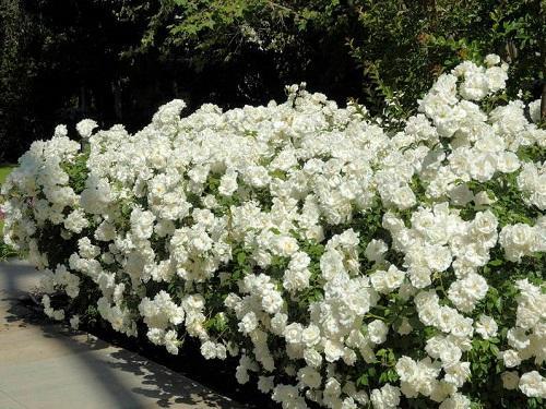 rosas blancas