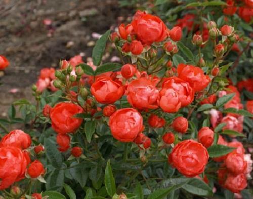 rosas rojas que cubren el suelo