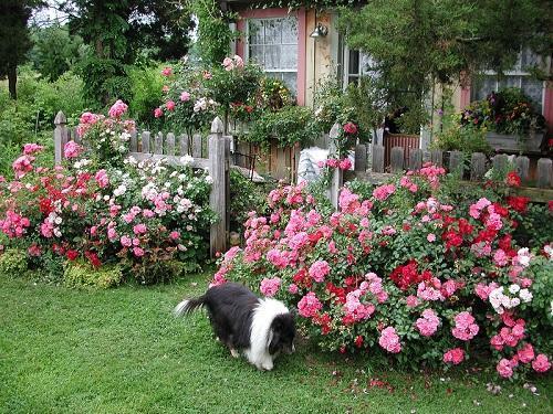 rosas junto a la cerca