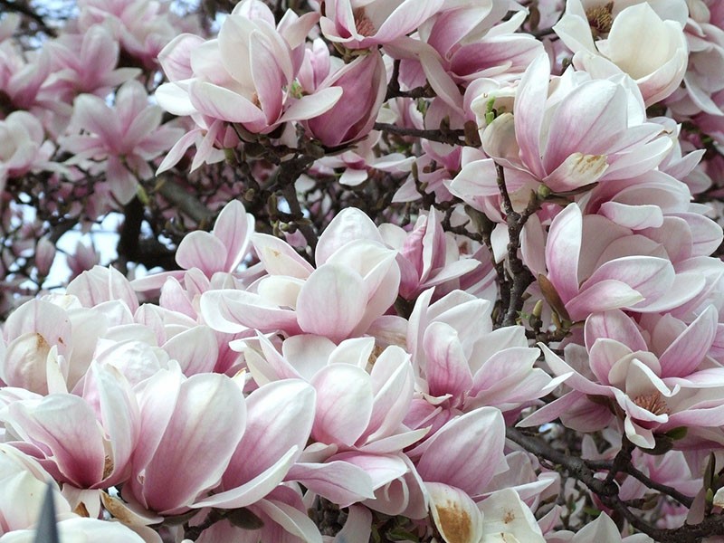 flores de magnolia rosa claro