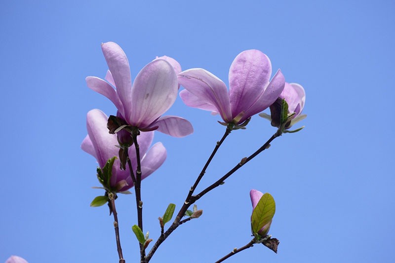 Fleurs pourpres