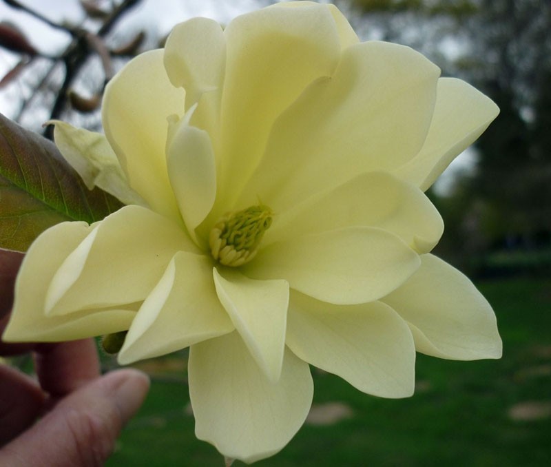 flores de magnolia cremosa