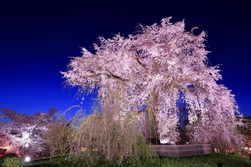 decoración del jardín de sakura