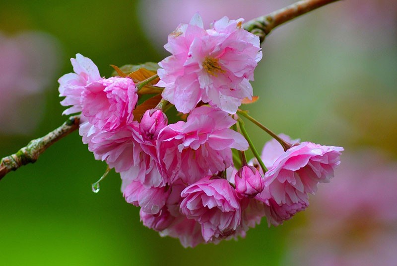 hermosa flor