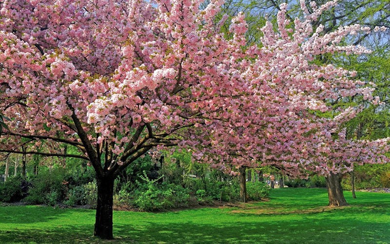 árboles en flor en el jardín