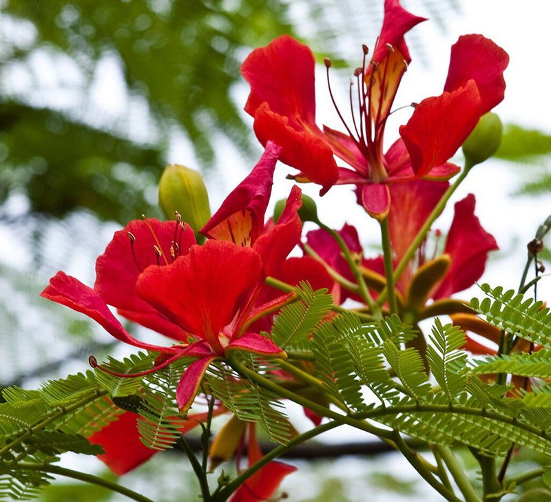 Delonix de flores brillantes