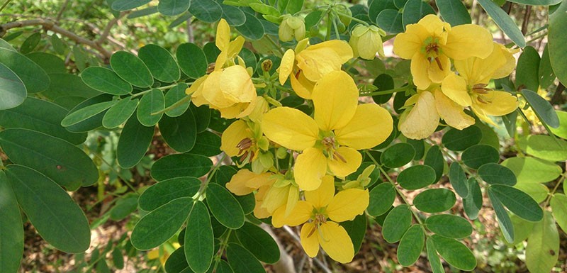 flores amarillas de casia