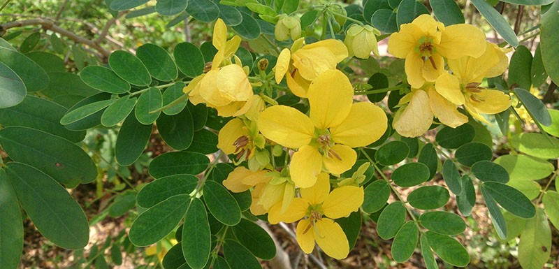 fleurs jaunes de cassia