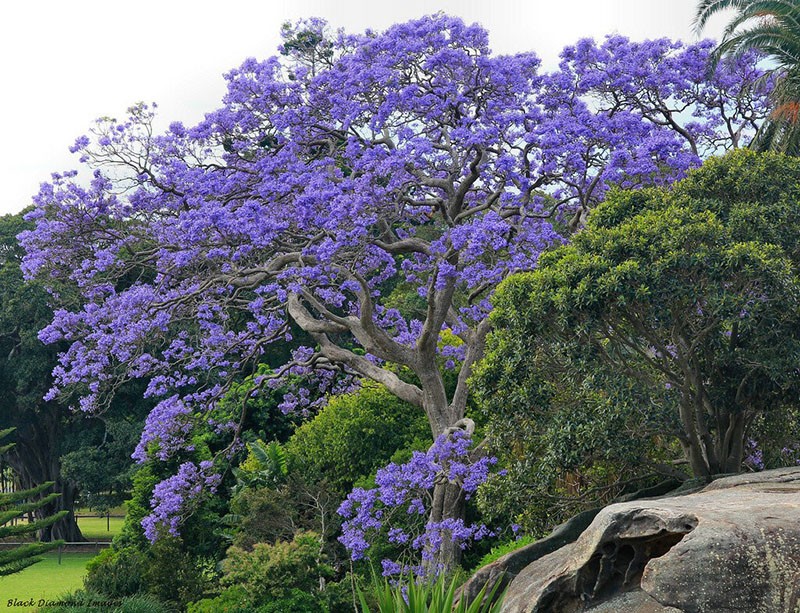 impresionante jacaranda