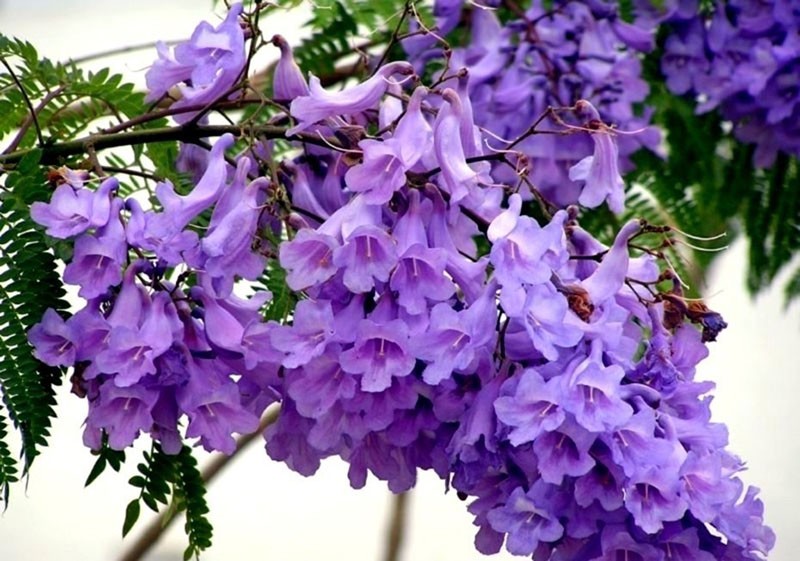 el árbol violeta está en flor