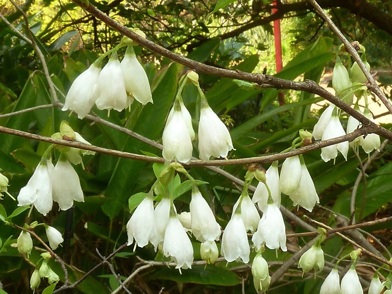grandes flores del lirio de los valles