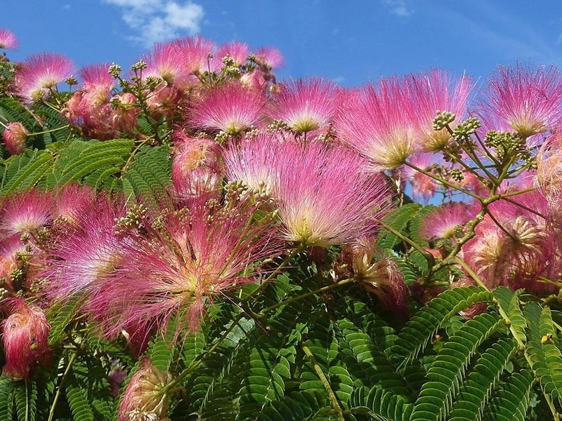 árboles con flores de seda